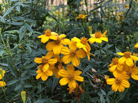 芳香萬壽菊禁忌|【食材介紹】高CP值的入門款萬用香草「芳香萬壽菊。